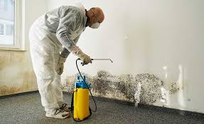 Best Environmental Consulting for Mold Prevention  in Mason City, IA