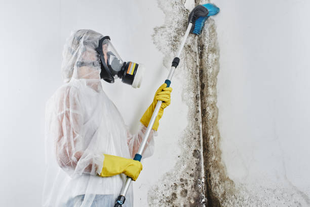 Environmental Consulting for Mold Prevention in Mason City, IA