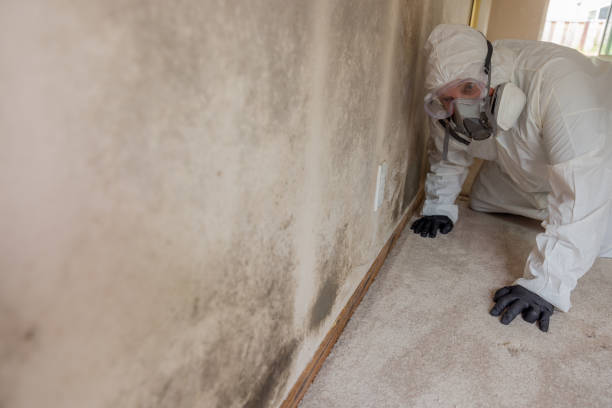 Best Mold Remediation for Healthcare Facilities  in Mason City, IA