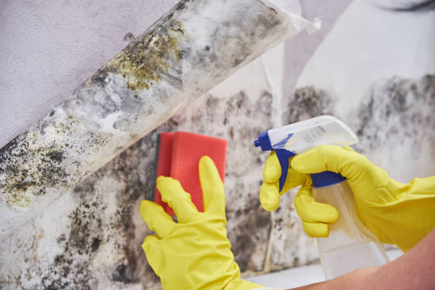 Best Mold Removal for HVAC Installations  in Mason City, IA